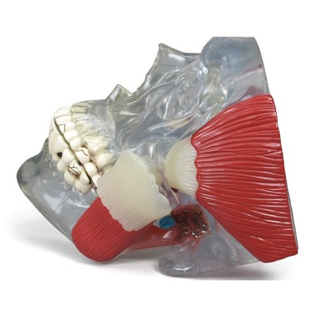 GPI ANATOMICAL Anatomical Model - TMJ 2880